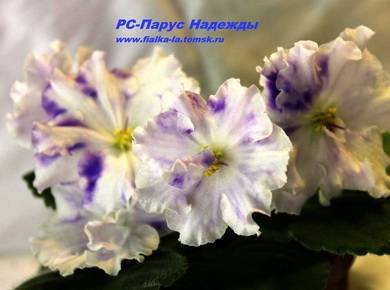 ПарусНадежды3