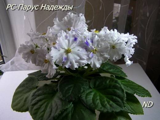 ПарусНадежды5