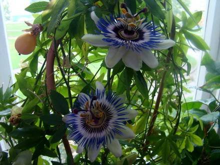 Passiflora2