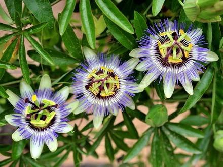 Passiflora33
