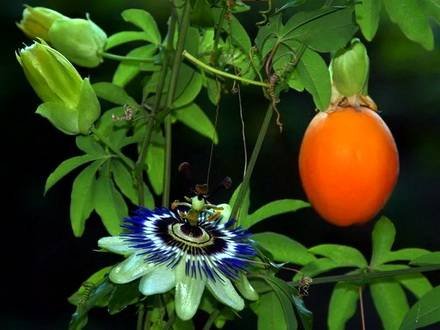 Passiflora4