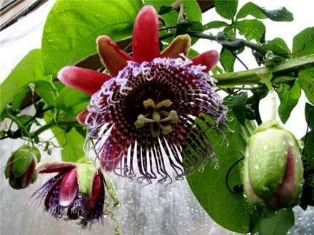 Passiflora5