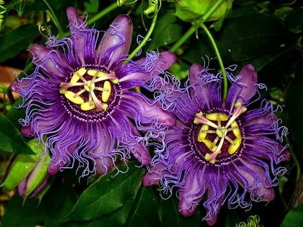 Passiflora6
