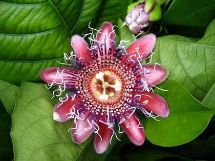 Passiflora7
