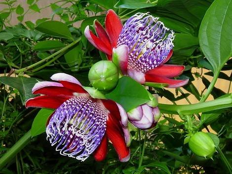 Passiflora9