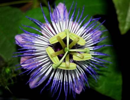 PassifloraFoetida
