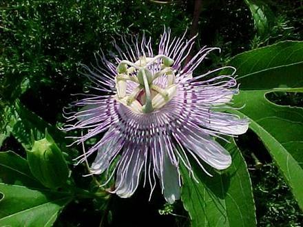 PassifloraIincarnata