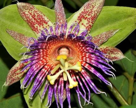 PassifloraMaliformis