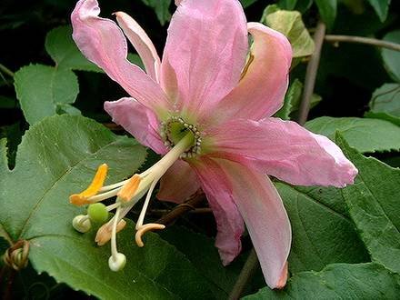 PassifloraMollissima1