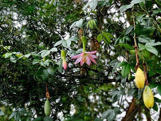 PassifloraMollissima2