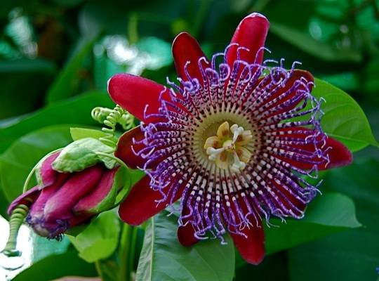 PassifloraQuadrangularis