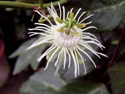 PassifloraTrifasciata2