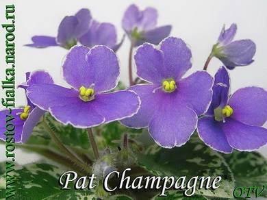 PatChampagne3