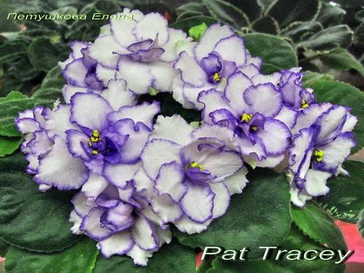 PatTracey6