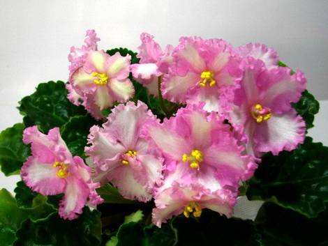PatchworkPink1