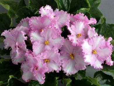 PatchworkPink2
