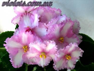PatchworkPink3