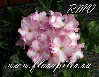 PatchworkPink4