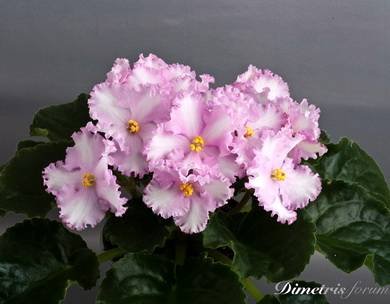 PatchworkPink5