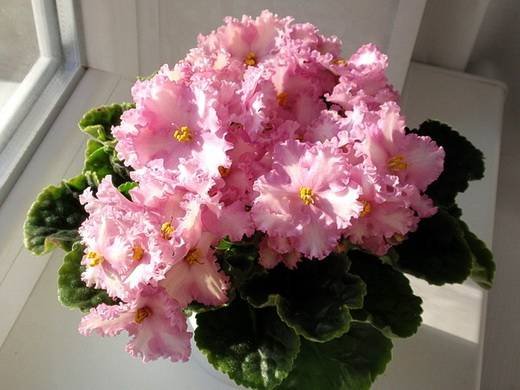 PatchworkPink6