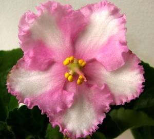 PatchworkPink9
