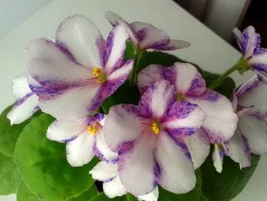 PaulineBartholomew2