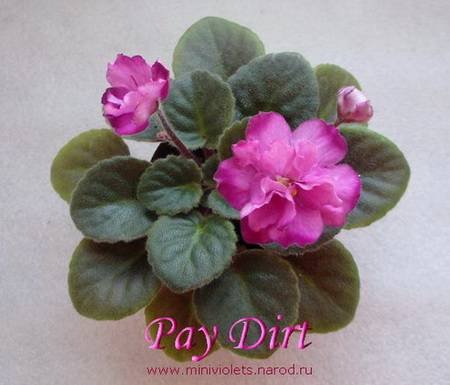 PayDirt4