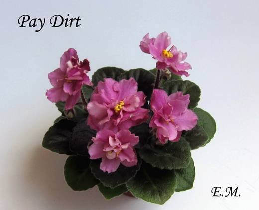PayDirt5
