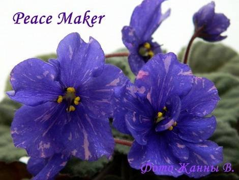 PeaceMaker1