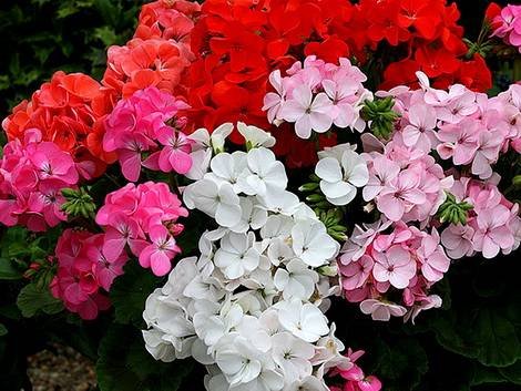 Pelargonium3