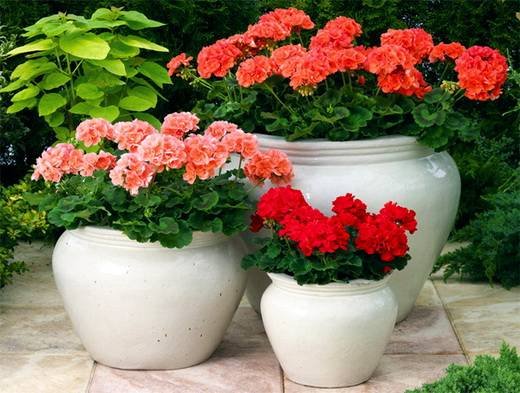 Pelargonium4