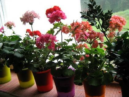 Pelargonium5