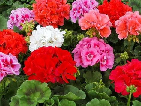 Pelargonium6