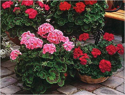 Pelargonium7