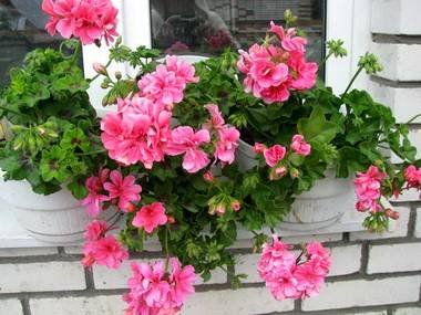 Pelargonium8