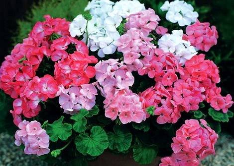 Pelargonium9