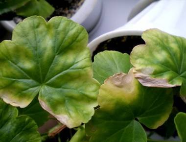 PelargoniumБолезнь8