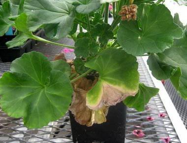 PelargoniumБолезнь9