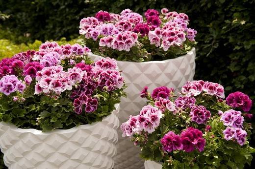 PelargoniumGrandiflorum9