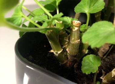 PelargoniumОбрезка7