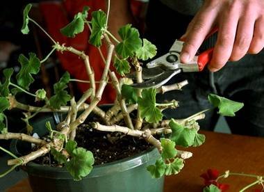 PelargoniumОбрезка8