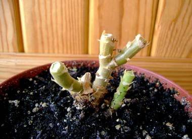 PelargoniumОбрезка9