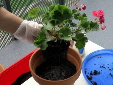 PelargoniumПересадка9