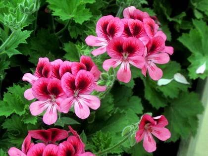 PelargoniumPinkAurore9