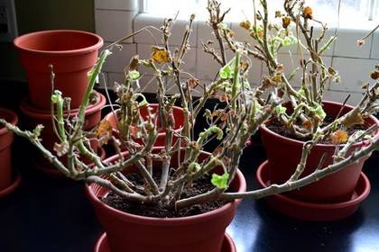 PelargoniumПокой9