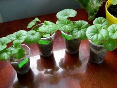 PelargoniumРазмн2