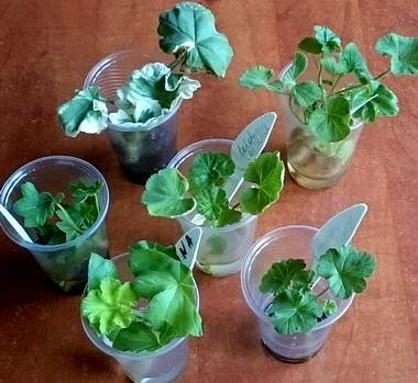 PelargoniumРазмн5
