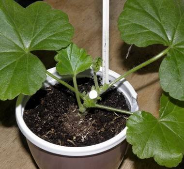 PelargoniumРазмн6