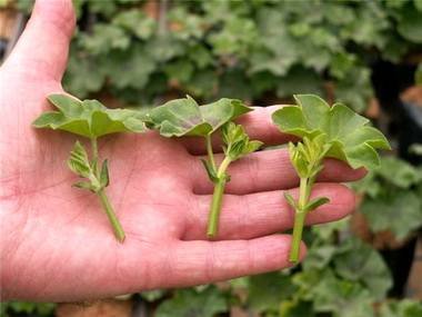PelargoniumРазмн7