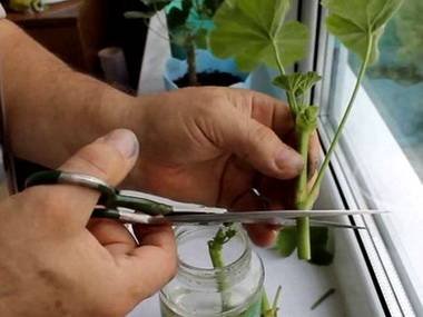 PelargoniumРазмн8